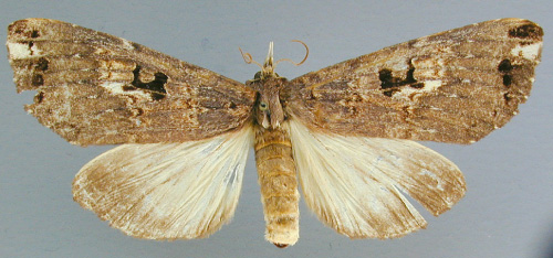 /filer/webapps/moths/media/images/N/nephocrossa_Elaphrodes_A_RMCA_02.jpg