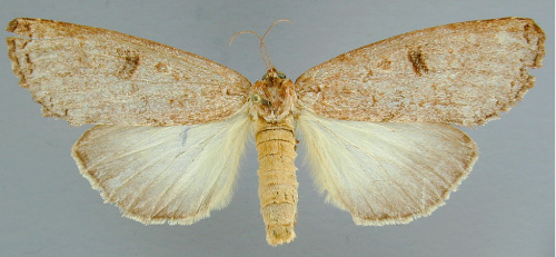 /filer/webapps/moths/media/images/N/nephocrossa_Elaphrodes_A_RMCA_03.jpg