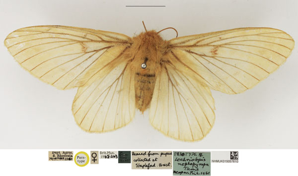 /filer/webapps/moths/media/images/N/nephopyropa_Lechriolepis_AF_NHMUK.jpg