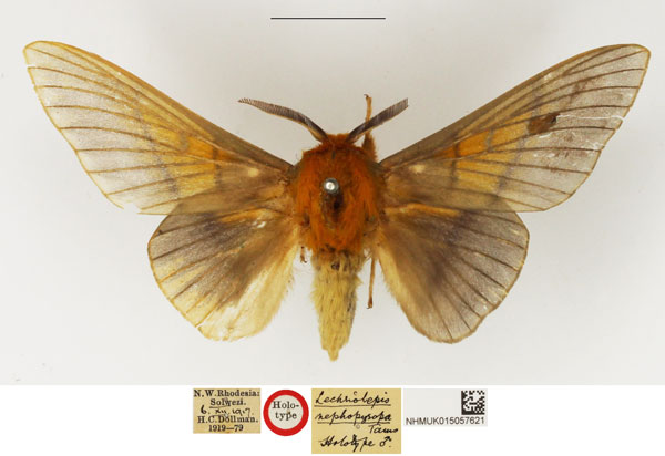 /filer/webapps/moths/media/images/N/nephopyropa_Lechriolepis_HT_NHMUK.jpg
