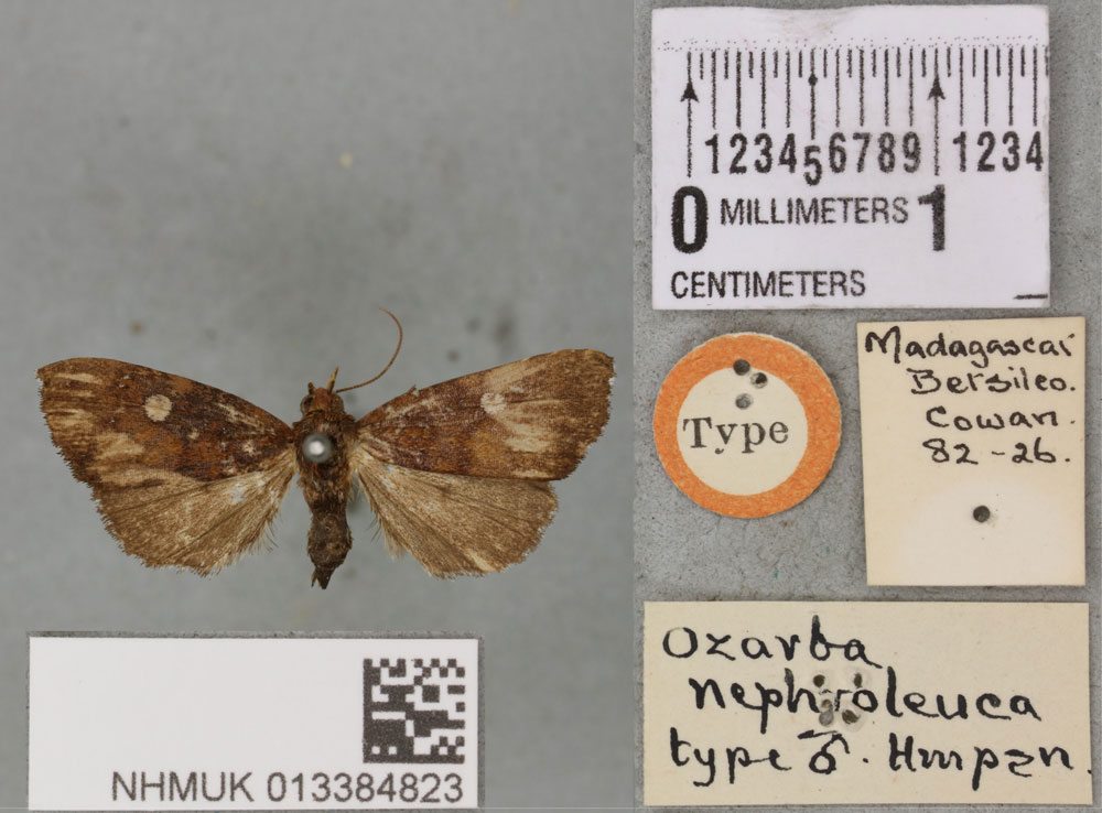 /filer/webapps/moths/media/images/N/nephroleuca_Ozarba_HT_BMNHa.jpg