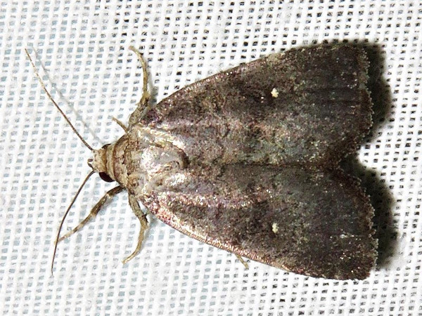 /filer/webapps/moths/media/images/N/nephrosticta_Athetis_A_Braun.jpg
