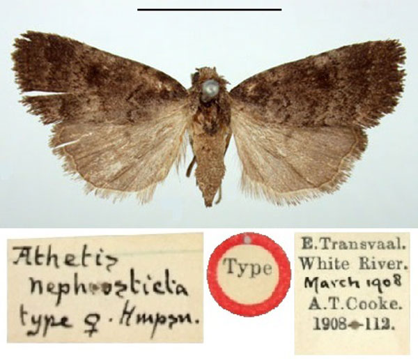 /filer/webapps/moths/media/images/N/nephrosticta_Athetis_ST_BMNH.jpg