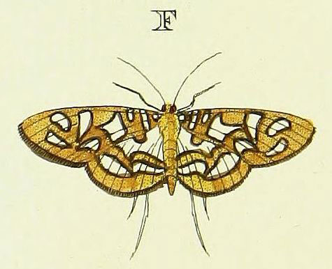 /filer/webapps/moths/media/images/N/neptis_Nausinoe_Cramer3_164_F.jpg