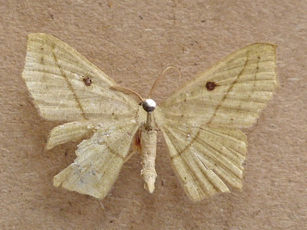 /filer/webapps/moths/media/images/N/neptunaria_Traminda_A_Butler.jpg