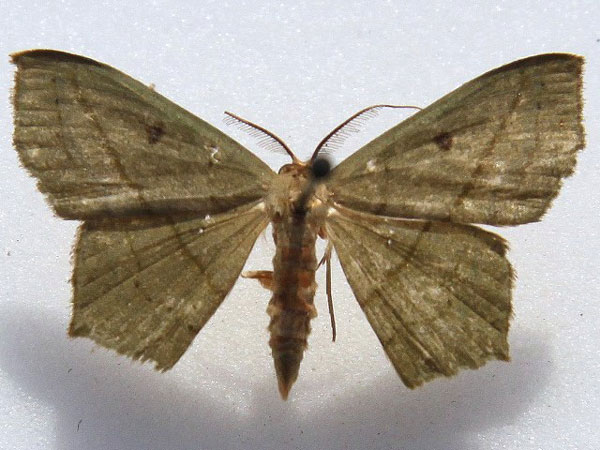 /filer/webapps/moths/media/images/N/neptunaria_Traminda_A_Goff.jpg