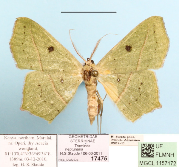/filer/webapps/moths/media/images/N/neptunaria_Traminda_A_MGCL_01.JPG