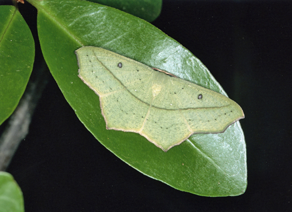 /filer/webapps/moths/media/images/N/neptunaria_Traminda_A_Roand_03.jpg