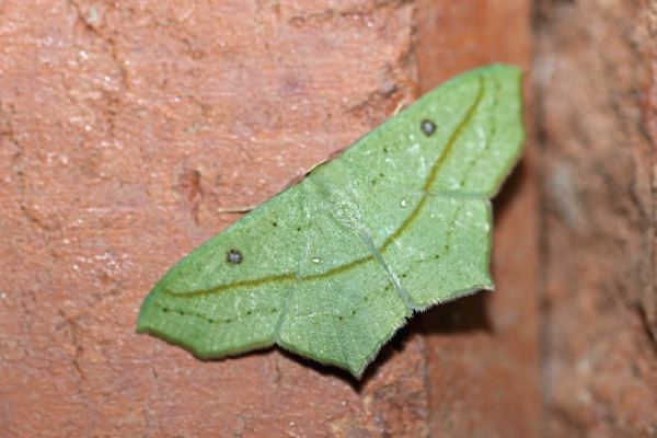/filer/webapps/moths/media/images/N/neptunaria_Traminda_A_Voaden.jpg