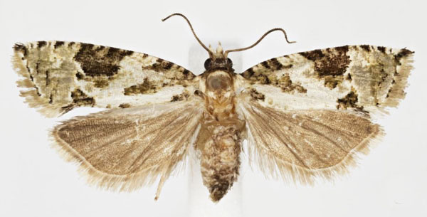 /filer/webapps/moths/media/images/N/nereidopa_Megaherpystis_AF_RMCA.jpg