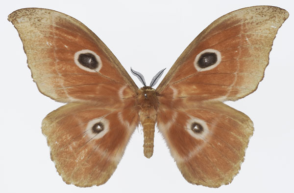 /filer/webapps/moths/media/images/N/nereis_Melanocera_AF_Basquin_02a.jpg