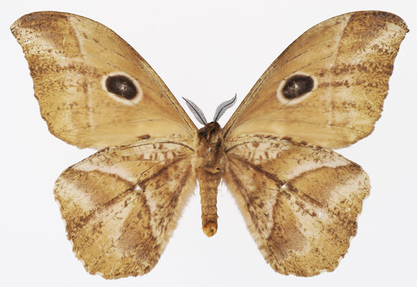 /filer/webapps/moths/media/images/N/nereis_Melanocera_AF_Basquin_02b.jpg