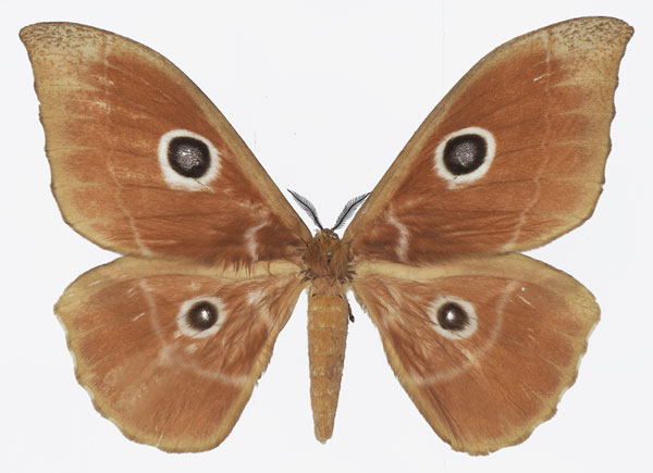 /filer/webapps/moths/media/images/N/nereis_Melanocera_AF_Basquina.jpg