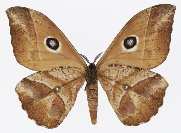 /filer/webapps/moths/media/images/N/nereis_Melanocera_AF_Basquinb.jpg