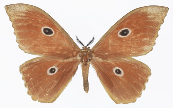 /filer/webapps/moths/media/images/N/nereis_Melanocera_AM_Basquin_02.jpg