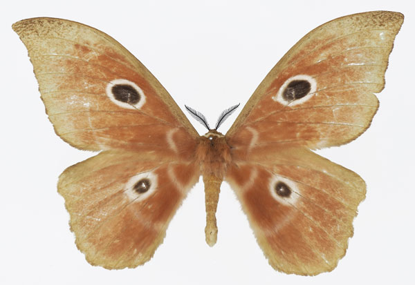 /filer/webapps/moths/media/images/N/nereis_Melanocera_AM_Basquina.jpg