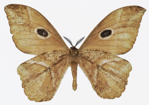 /filer/webapps/moths/media/images/N/nereis_Melanocera_AM_Basquinb.jpg