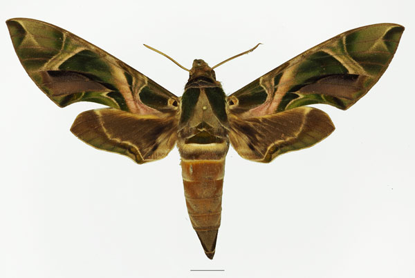 /filer/webapps/moths/media/images/N/nerii_Daphnis_AF_Basquina.jpg
