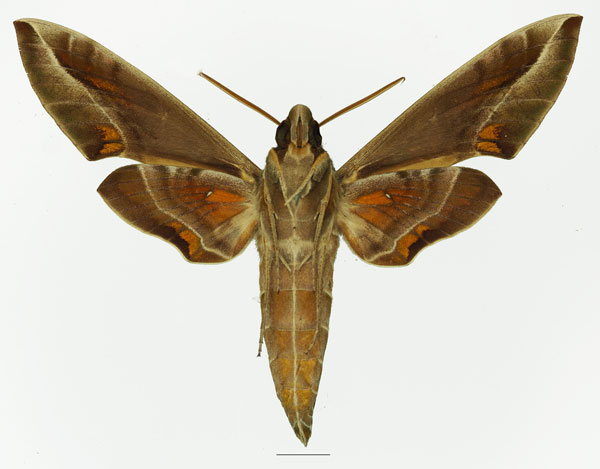 /filer/webapps/moths/media/images/N/nerii_Daphnis_AM_Basquin_01b.jpg
