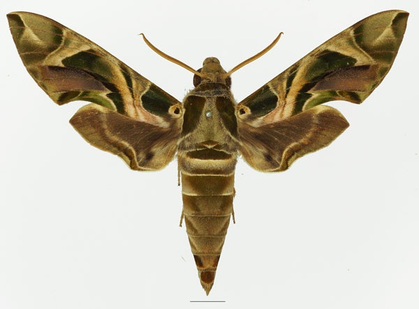 /filer/webapps/moths/media/images/N/nerii_Daphnis_AM_Basquin_02a.jpg