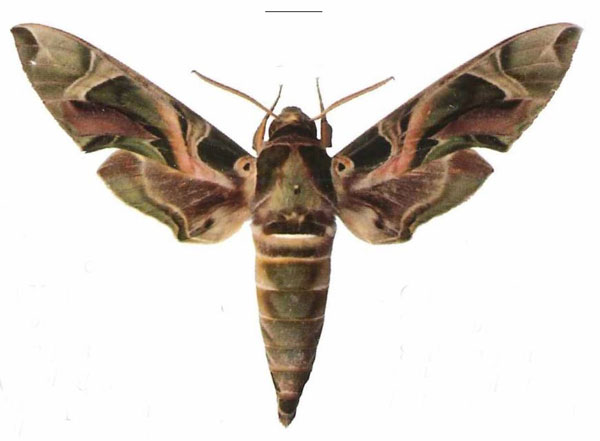 /filer/webapps/moths/media/images/N/nerii_Daphnis_AM_EMEM.jpg