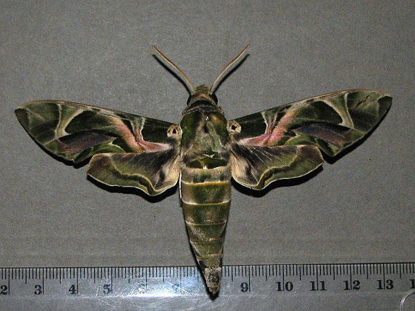 /filer/webapps/moths/media/images/N/nerii_Daphnis_A_Goff_01.jpg