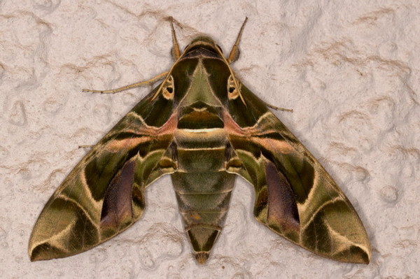 /filer/webapps/moths/media/images/N/nerii_Daphnis_A_Heyns_02.jpg