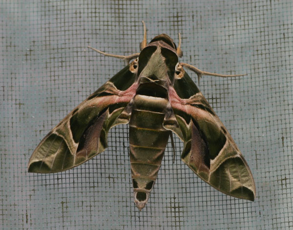/filer/webapps/moths/media/images/N/nerii_Daphnis_A_Jorpeland.jpg