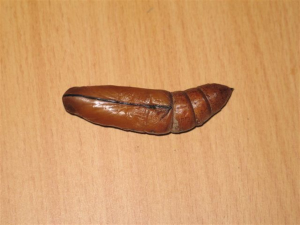 /filer/webapps/moths/media/images/N/nerii_Daphnis_P_Guyonnet.jpg