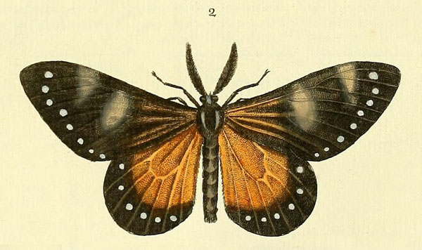 /filer/webapps/moths/media/images/N/nerina_Otroeda_Drury3_5_2.jpg