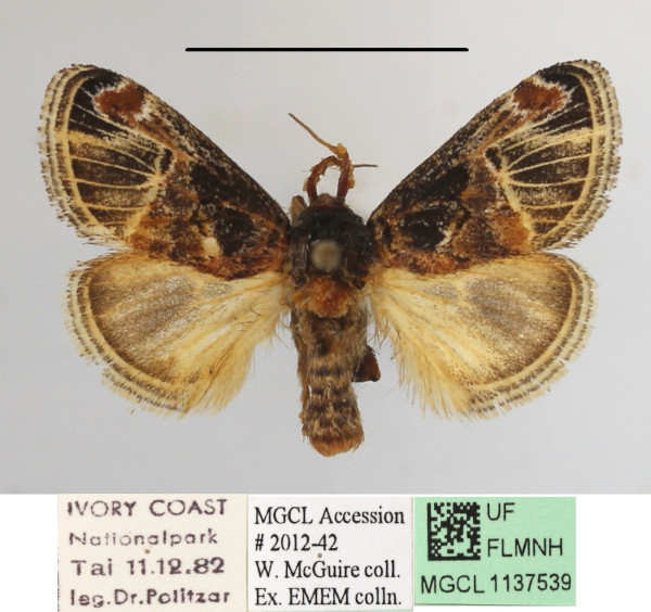 /filer/webapps/moths/media/images/N/nervosa_Zinara_A_MGCLa_01.JPG