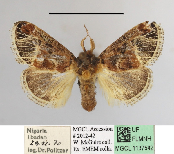 /filer/webapps/moths/media/images/N/nervosa_Zinara_A_MGCLa_02.JPG