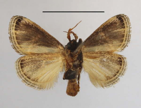 /filer/webapps/moths/media/images/N/nervosa_Zinara_A_MGCLb_01.JPG
