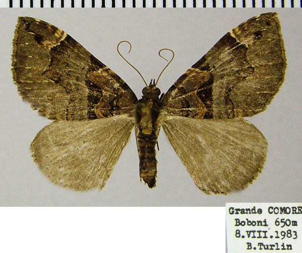 /filer/webapps/moths/media/images/N/nesaea_Ecpetala_AF_ZSMa.jpg