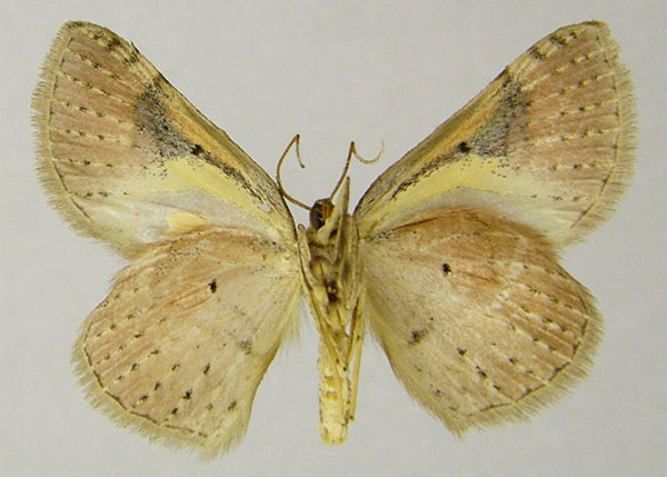 /filer/webapps/moths/media/images/N/nesiotes_Asthenotricha_AM_ZSMb.jpg