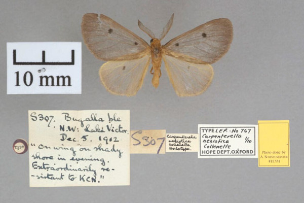 /filer/webapps/moths/media/images/N/nesiotica_Carpenterella_PT_OUMNHa_01.jpg