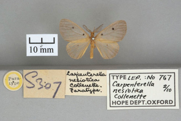 /filer/webapps/moths/media/images/N/nesiotica_Carpenterella_PT_OUMNHa_02.jpg