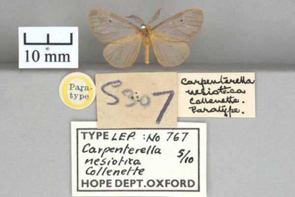 /filer/webapps/moths/media/images/N/nesiotica_Carpenterella_PT_OUMNHa_03.jpg