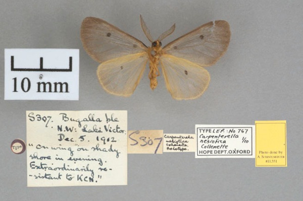 /filer/webapps/moths/media/images/N/nesiotica_Carpenterella_PT_OUMNHb_01.jpg