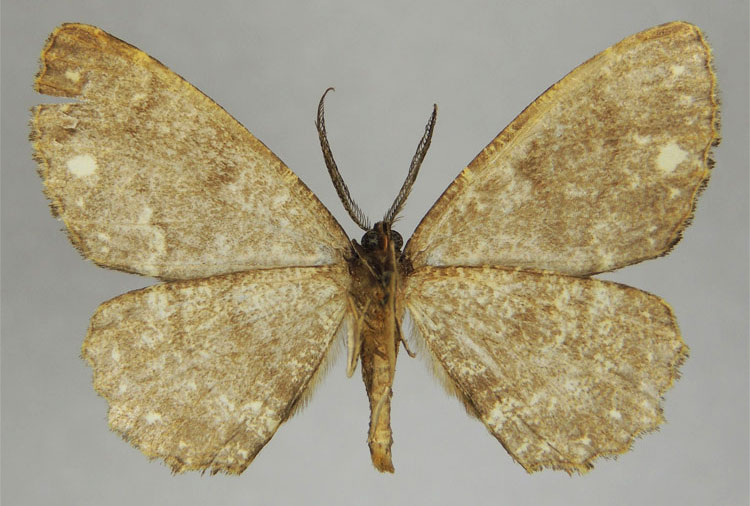 /filer/webapps/moths/media/images/N/nessa_Hypomecis_HT_ZSMb.jpg