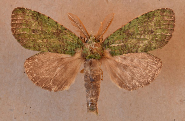 /filer/webapps/moths/media/images/N/netrioides_Pycnographa_AM_Butler.jpg