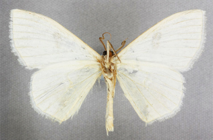 /filer/webapps/moths/media/images/N/neumanni_Problepsis_HT_BMNHb.jpg