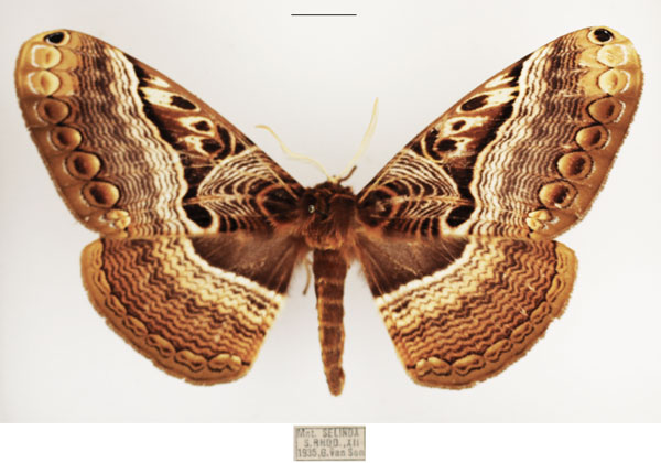 /filer/webapps/moths/media/images/N/neumayeri_Dactyloceras_AF_TMSA_02.jpg