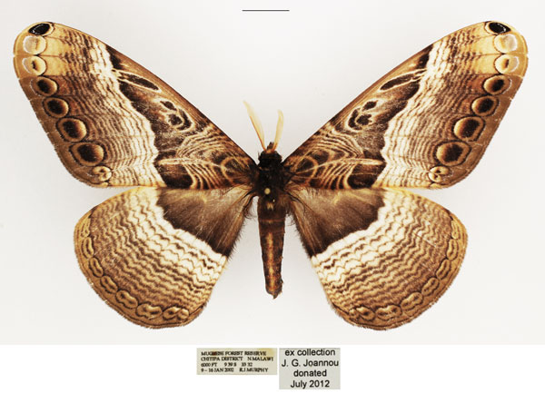 /filer/webapps/moths/media/images/N/neumayeri_Dactyloceras_AM_TMSA_01.jpg