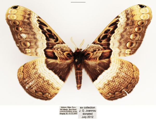 /filer/webapps/moths/media/images/N/neumayeri_Dactyloceras_AM_TMSA_02.jpg