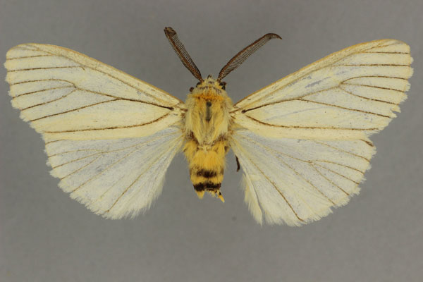 /filer/webapps/moths/media/images/N/neuriastis_Estigmene_HT_BMNH.jpg