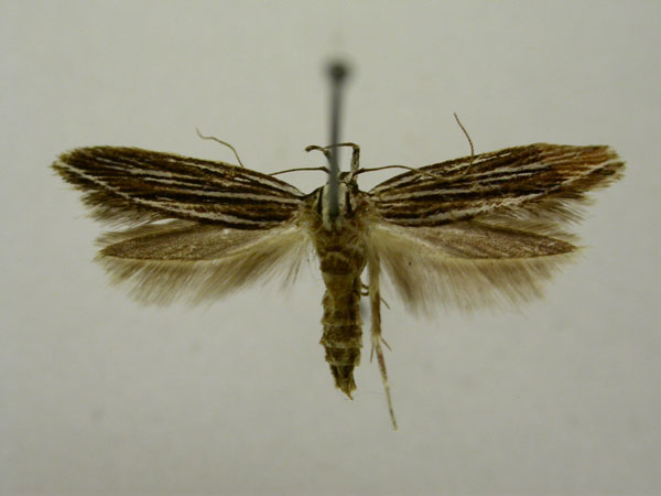 /filer/webapps/moths/media/images/N/neurogramma_Limnaecia_HT893_TMSA_01.jpg