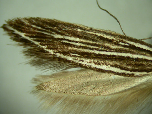 /filer/webapps/moths/media/images/N/neurogramma_Limnaecia_HT893_TMSA_02.jpg