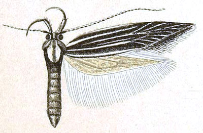 /filer/webapps/moths/media/images/N/neurogramma_Limnaecia_HT_Meyrick_6-9.jpg
