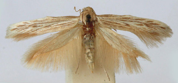 /filer/webapps/moths/media/images/N/neurogramma_Scythris_A_Bengtsson.jpg